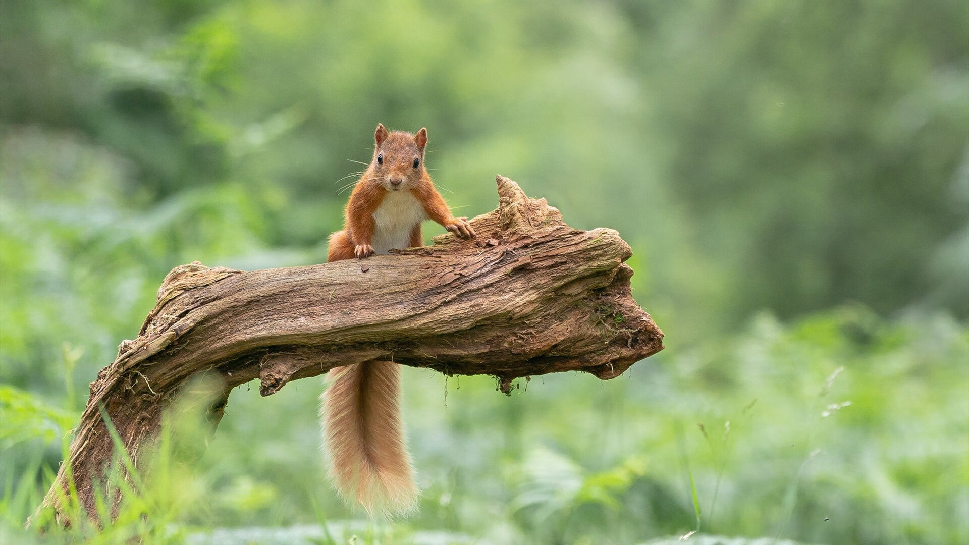 绿鹰折翼，罗德里爆发引领沙特火力全开，三球压制塞内加尔