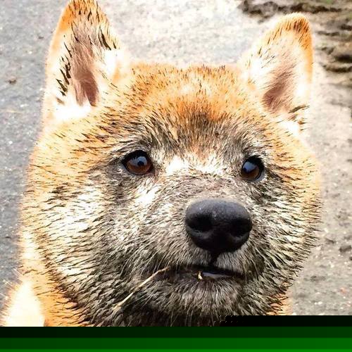 班凯罗风暴，一场跨越重洋的篮球对话