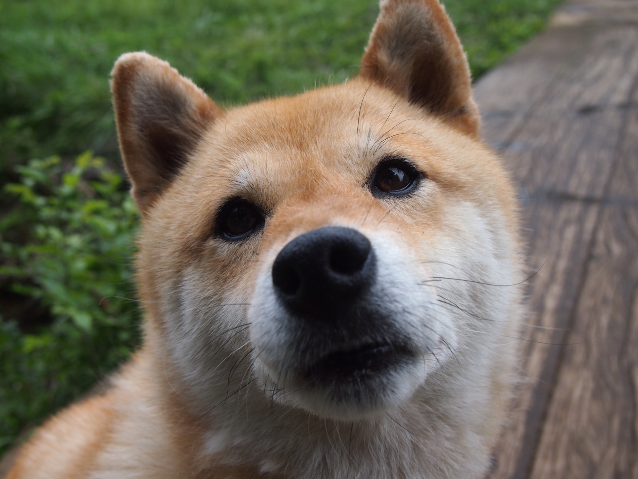 若日尼奥的赛道狂想,当足球精灵接管F1揭幕战