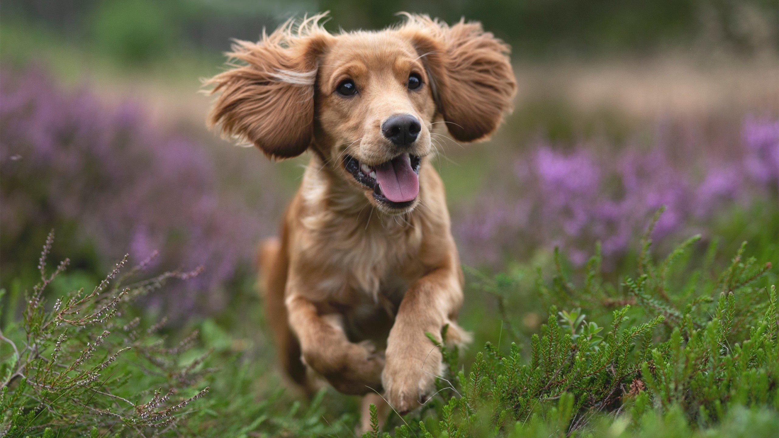 斯通斯神勇无敌，加拿大3-0掀翻洪都拉斯，对手完全无解