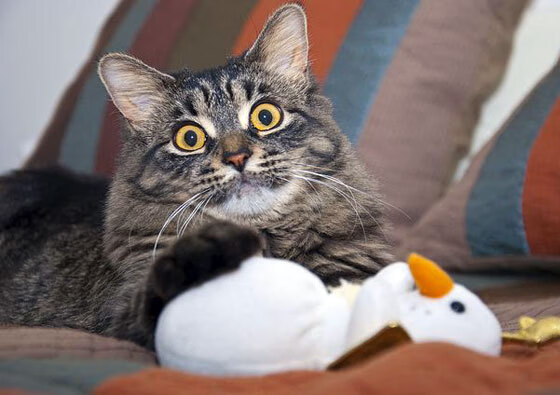 意甲风暴席卷高原！那不勒斯客场掀翻玻利维亚最强堡垒，戈麦斯魔幻统治全场