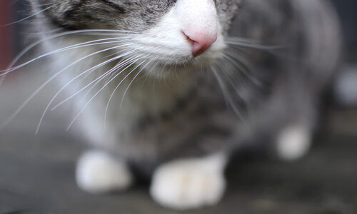 杰伦格林爆发砍下40+辽宁队斩落吉林队迎关键胜利