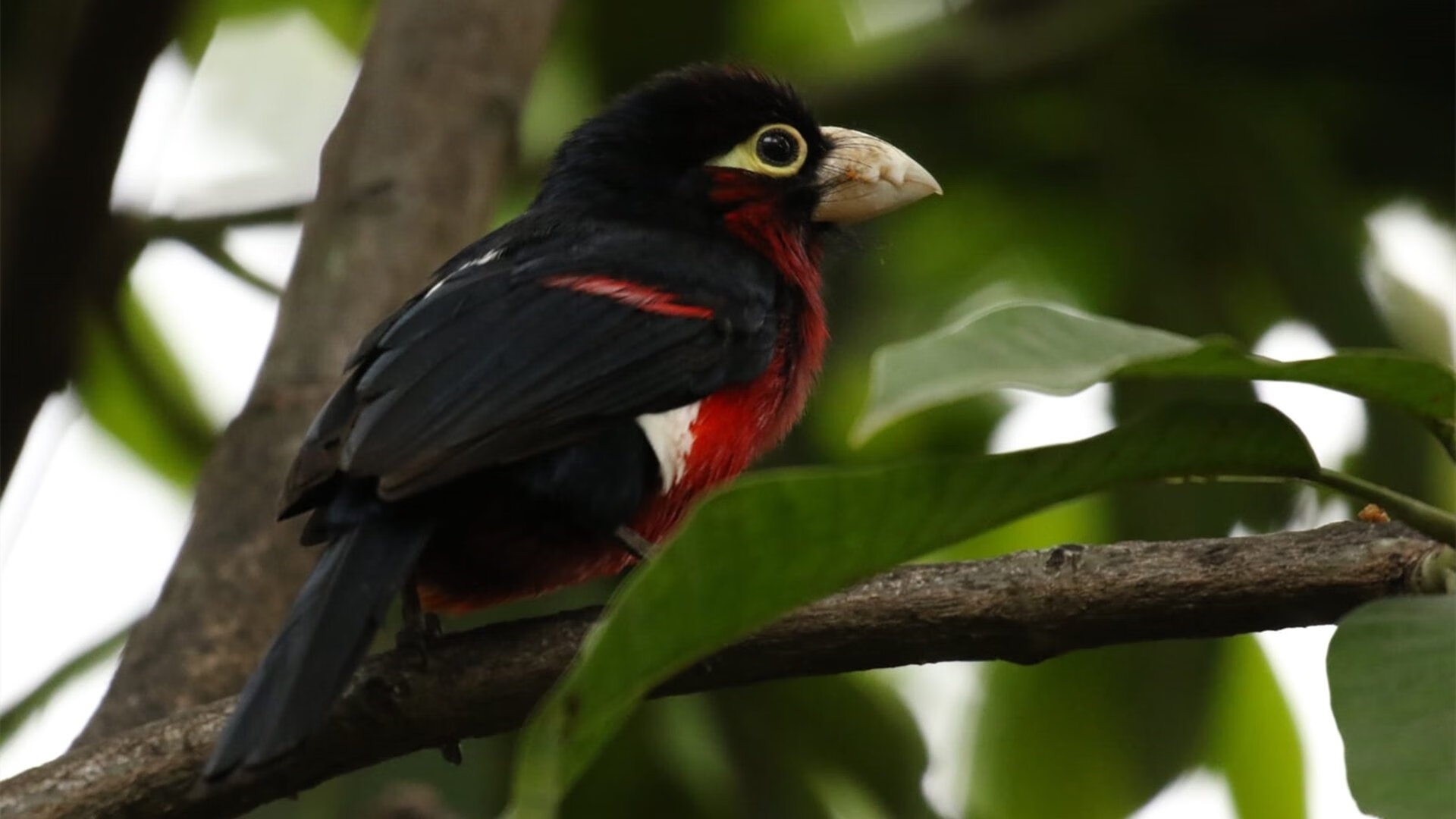 欧冠淘汰赛上演篮球式对攻，英超豪门如太阳正面击溃意甲爵士防线