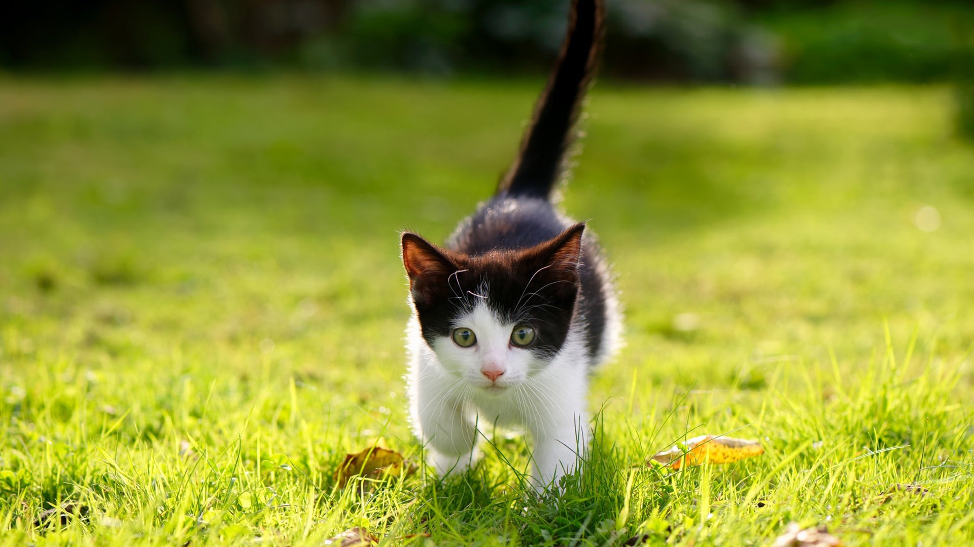 瑞士铁闸单节定乾坤，阿拉巴再现大场面先生本色