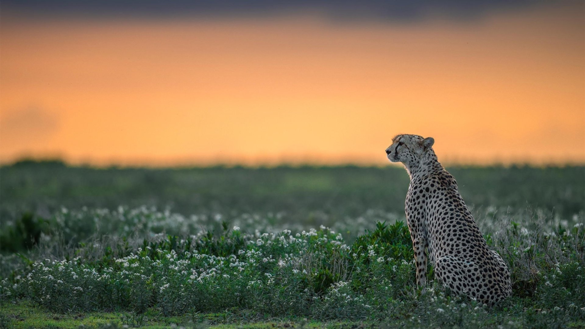 黄蜂蛰醒联盟秩序，恩比德于众神之巅宣告加冕