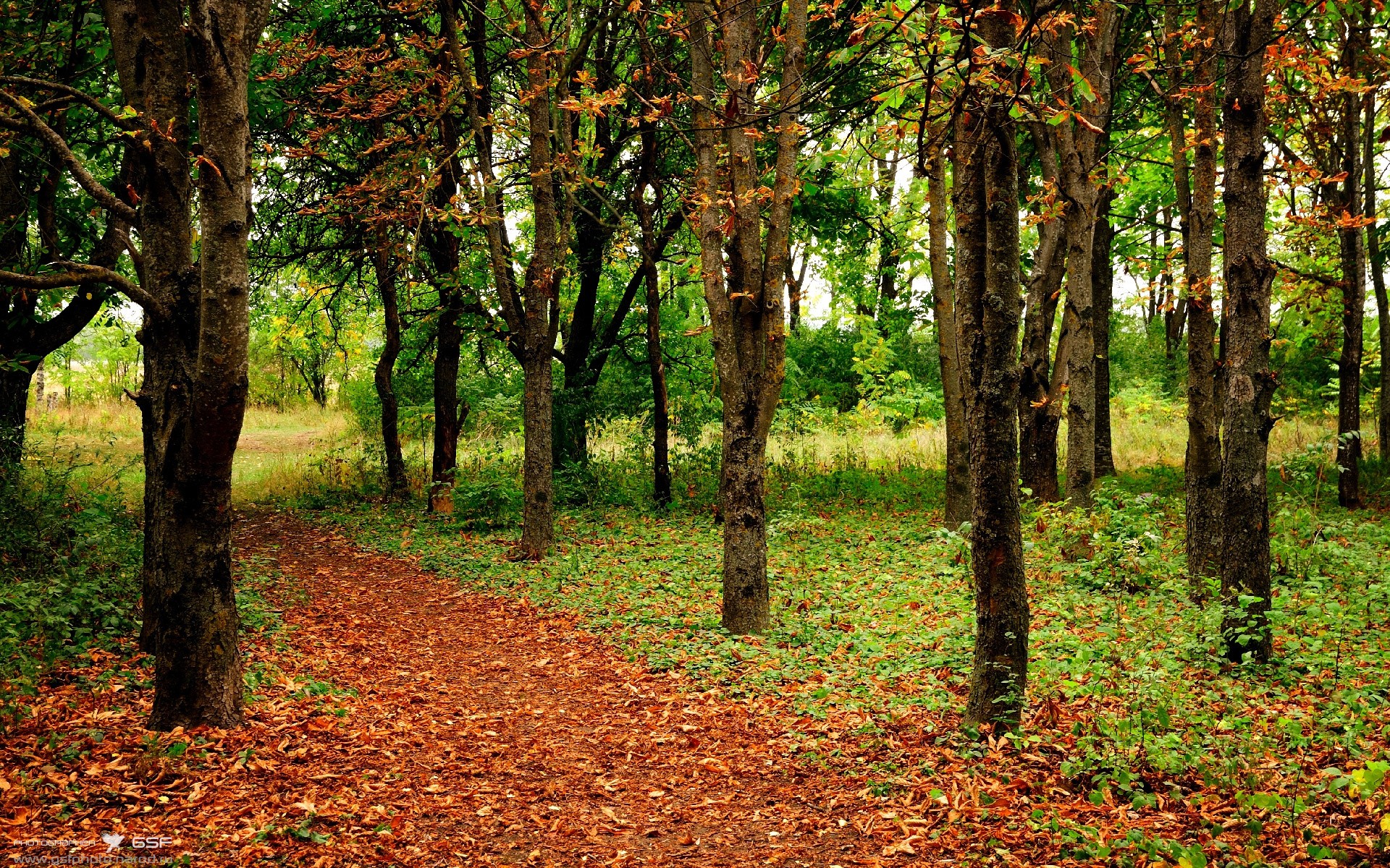 北京队惊艳美加墨世界杯，焦点战力擒开拓者