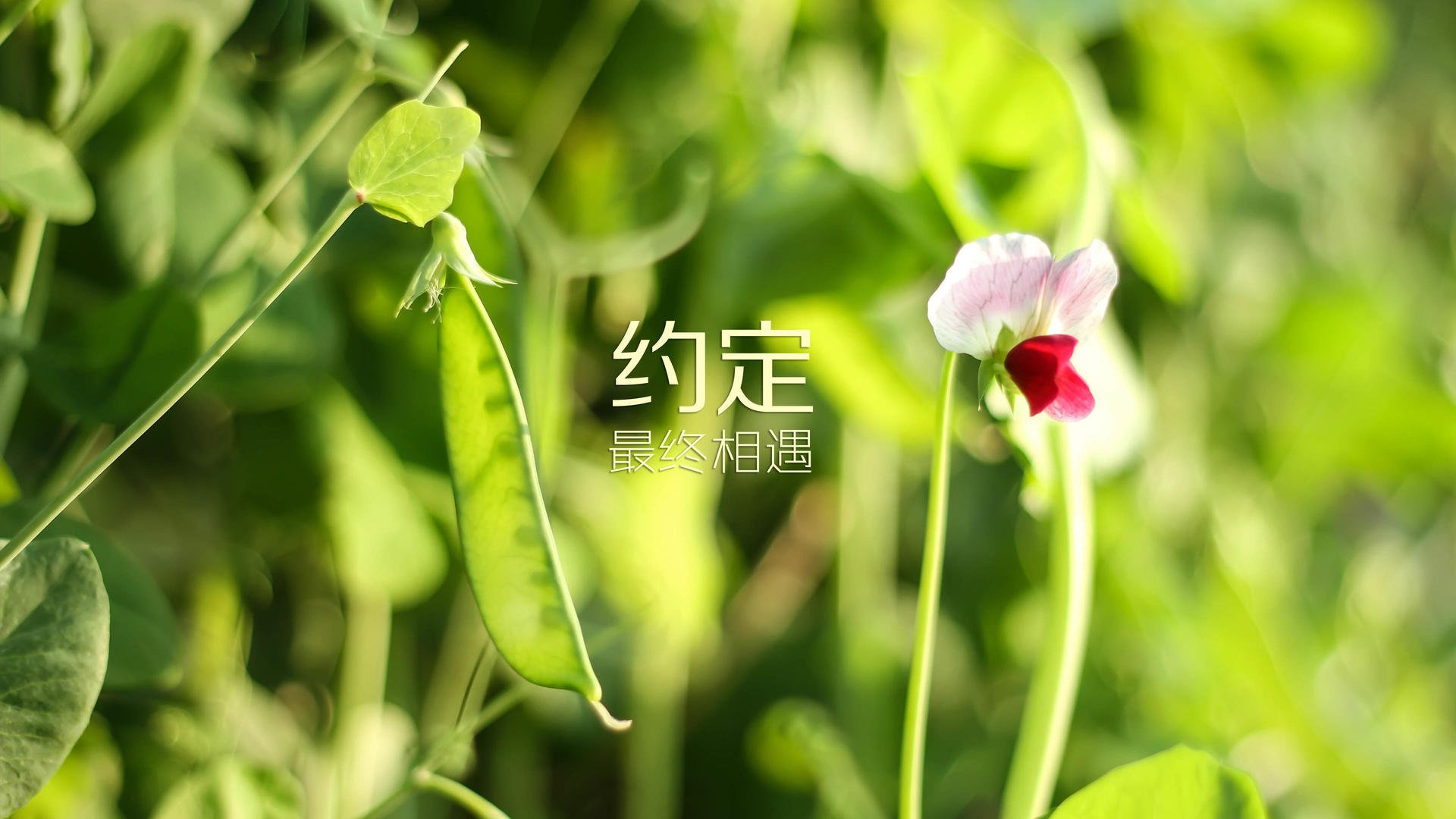 北境奇袭,弱旅逆天!斯洛伐克绝杀芬兰,阿方索·戴维斯一战封神